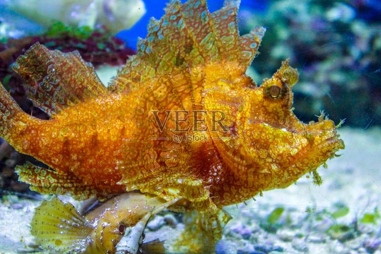 水族箱中的海魚 在家打造一片蔚藍海洋