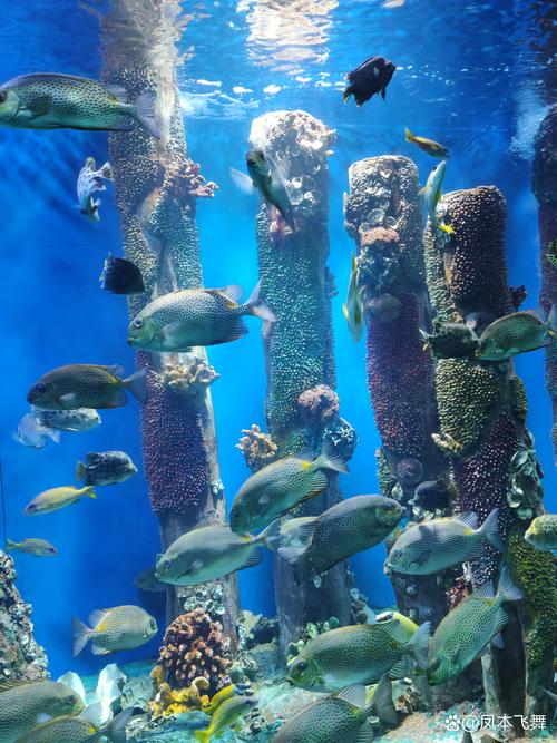 不行就給個棒棒糖 水族世界的教養妥協藝術